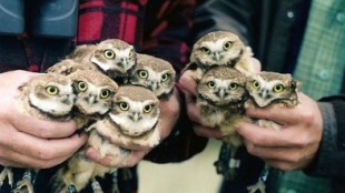 adorable-animals-cute-owl-owls-Favim.com-55416